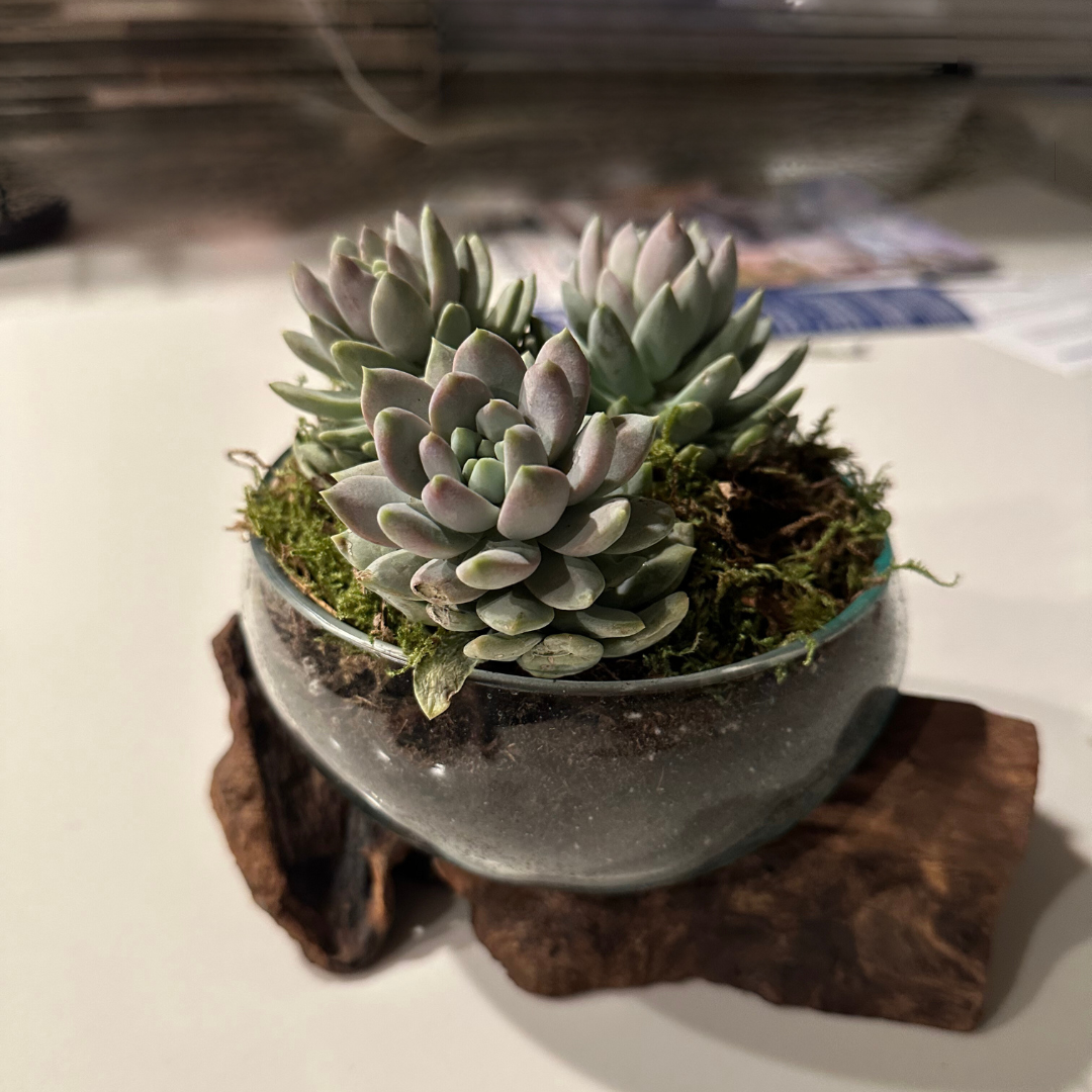 Wood&Glass Terrarium