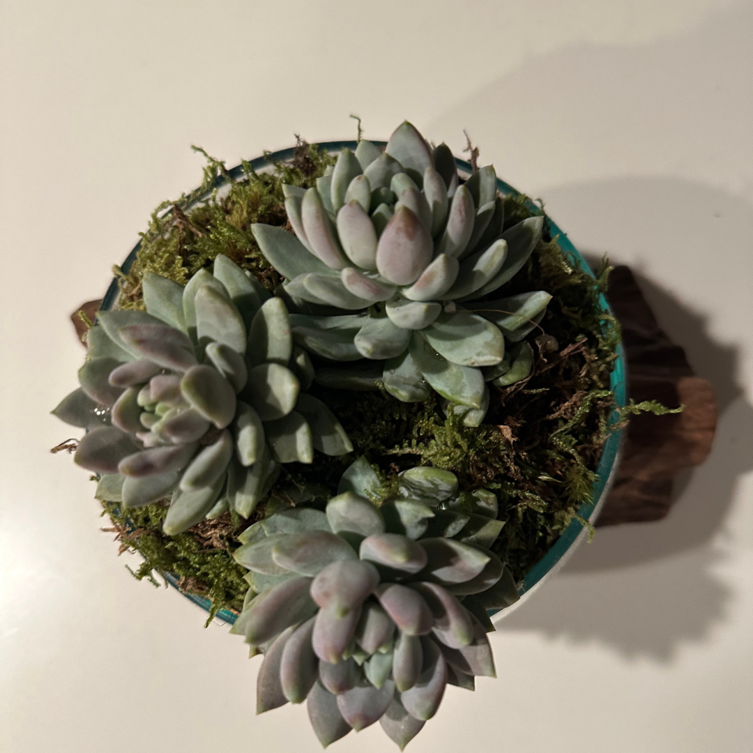 Wood&Glass Terrarium