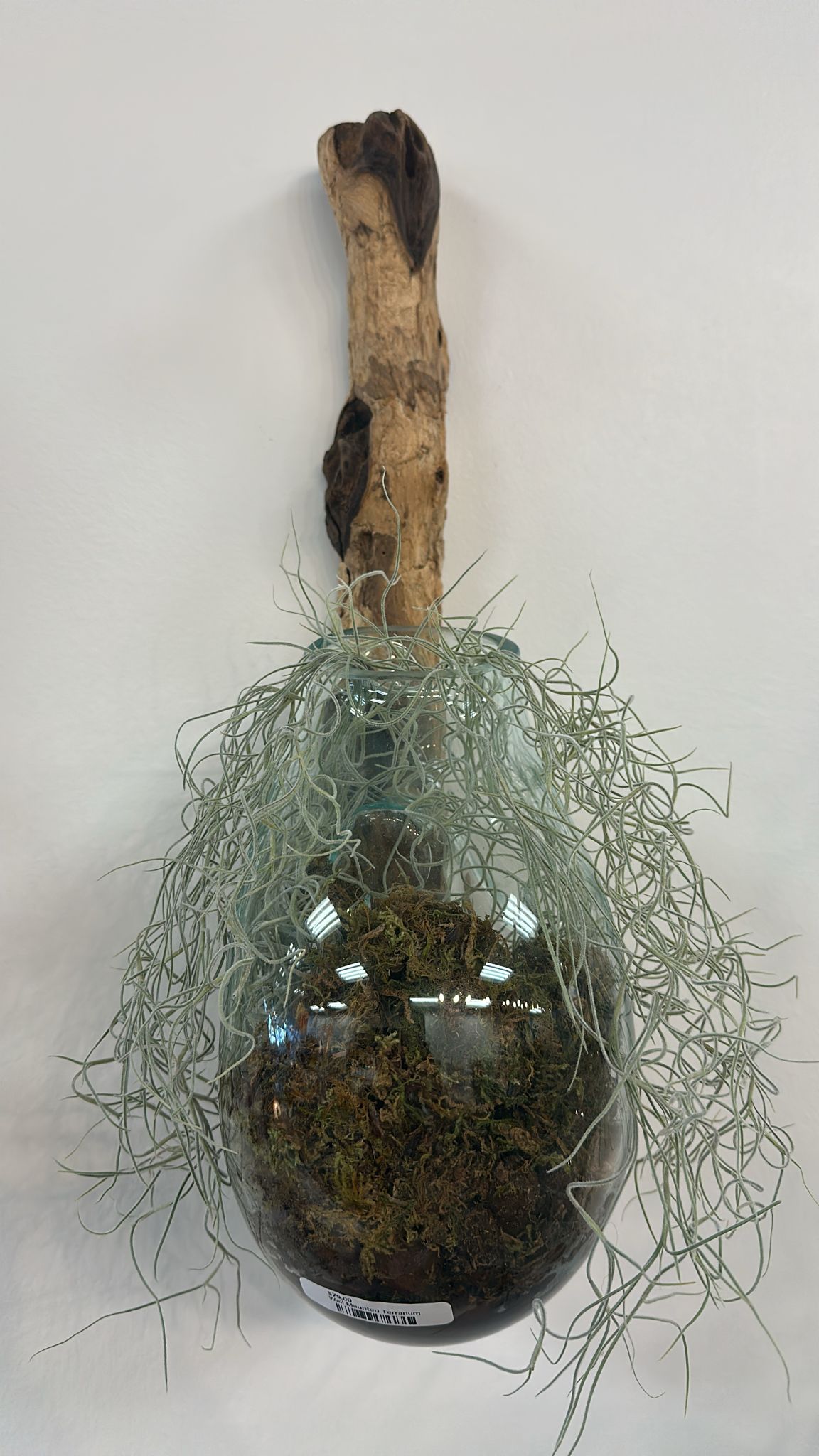 Wall Mount Terrarium Glass & Wood